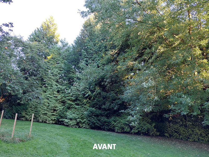 01_Abattage_Arboriste_elagueur_Tournai_Louis_Herrier_Elagage_Espaces_verts