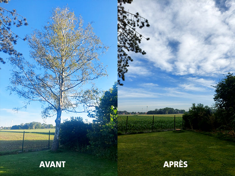 03_Abattage_Arboriste_elagueur_Tournai_Louis_Herrier_Elagage_Espaces_verts