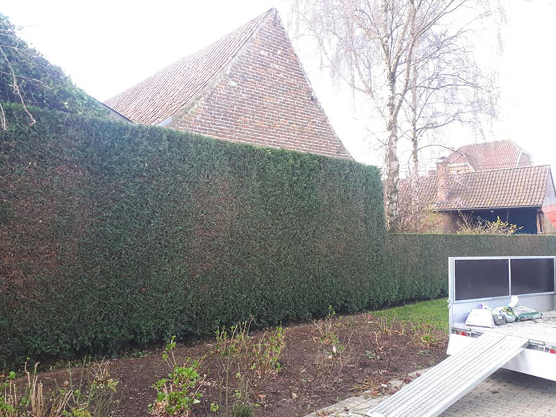11_Tailles_Haie_Arboriste_elagueur_Tournai_Louis_Herrier_Elagage_Espaces_verts