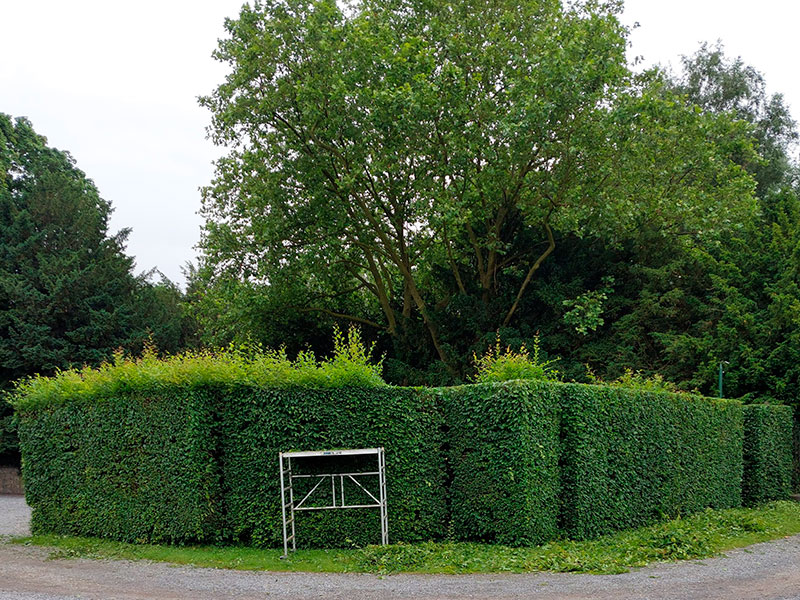 12_Tailles_Haie_Arboriste_elagueur_Tournai_Louis_Herrier_Elagage_Espaces_verts