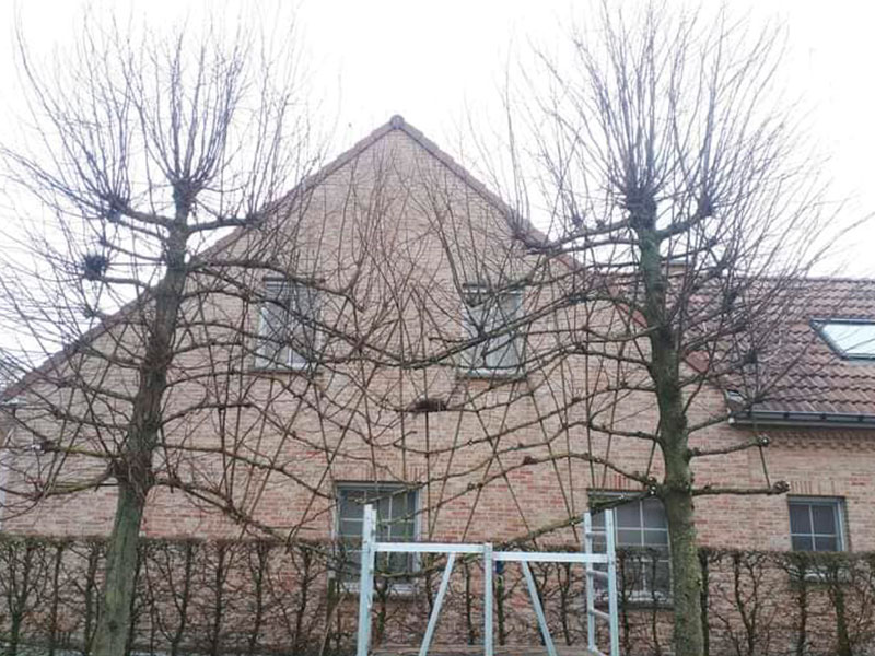 25_Tailles_Palisses_Arboriste_elagueur_Tournai_Louis_Herrier_Elagage_Espaces_verts