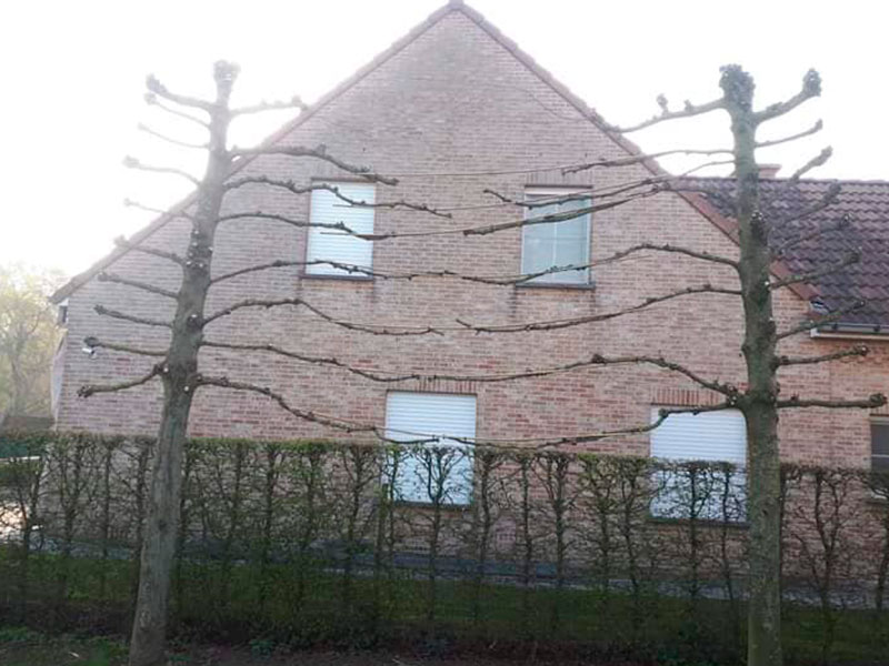 26_Tailles_Palisses_Arboriste_elagueur_Tournai_Louis_Herrier_Elagage_Espaces_verts