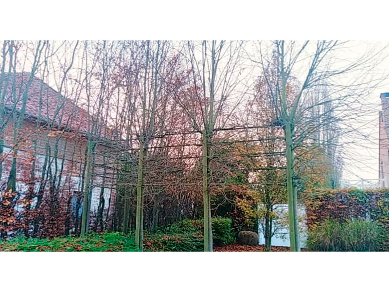 27_Tailles_Palisses_Arboriste_elagueur_Tournai_Louis_Herrier_Elagage_Espaces_verts