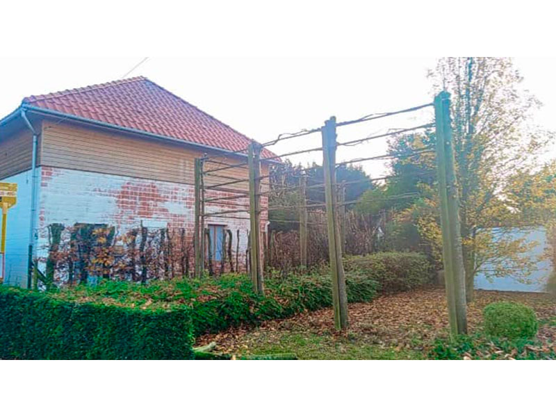 28_Tailles_Palisses_Arboriste_elagueur_Tournai_Louis_Herrier_Elagage_Espaces_verts