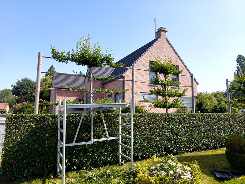 29_Tailles_Palisses_Arboriste_elagueur_Tournai_Louis_Herrier_Elagage_Espaces_verts