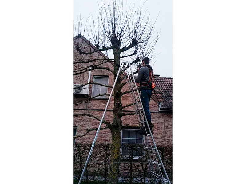 30_Tailles_Palisses_Arboriste_elagueur_Tournai_Louis_Herrier_Elagage_Espaces_verts