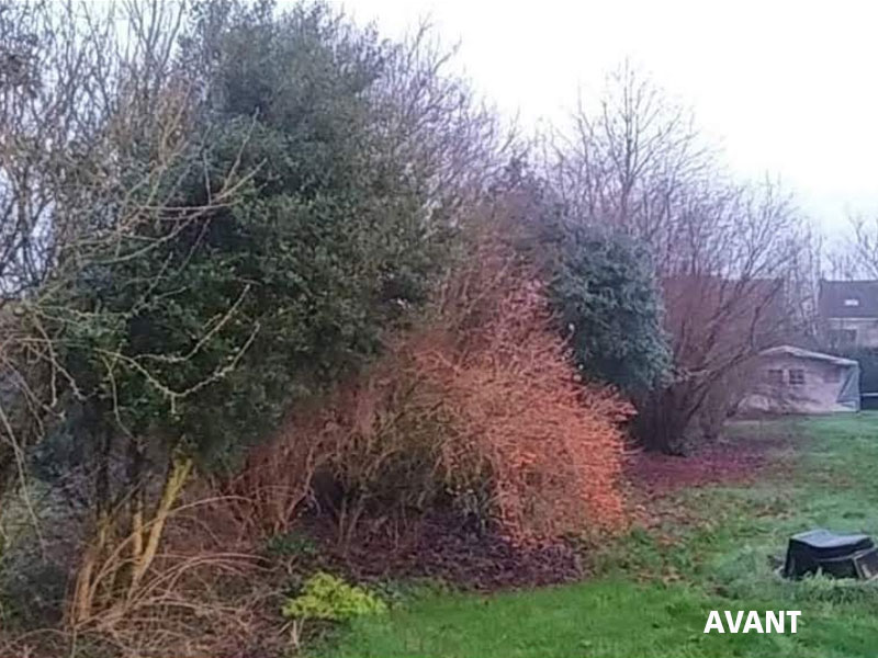 01_Tailles_Arbustes_Entretien_jardins_Arboriste_elagueur_Tournai_Louis_Herrier_Elagage_Espaces_verts