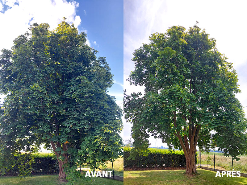 02_Elagage_Tailles_arbres_Arboriste_elagueur_Tournai_Louis_Herrier_Elagage_Espaces_verts