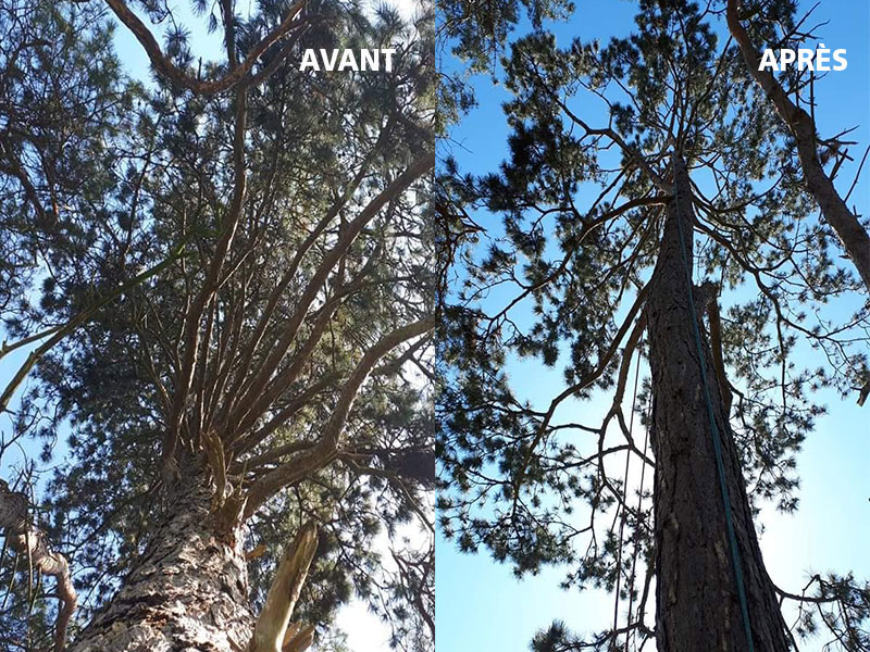 03_Elagage_Tailles_arbres_Arboriste_elagueur_Tournai_Louis_Herrier_Elagage_Espaces_verts