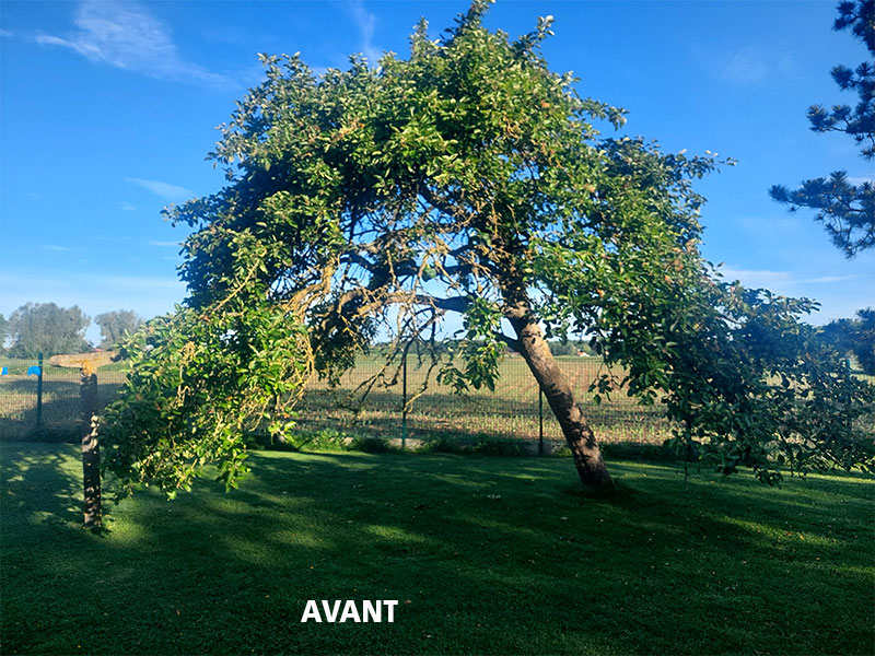 04_Elagage_Tailles_arbres_Arboriste_elagueur_Tournai_Louis_Herrier_Elagage_Espaces_verts