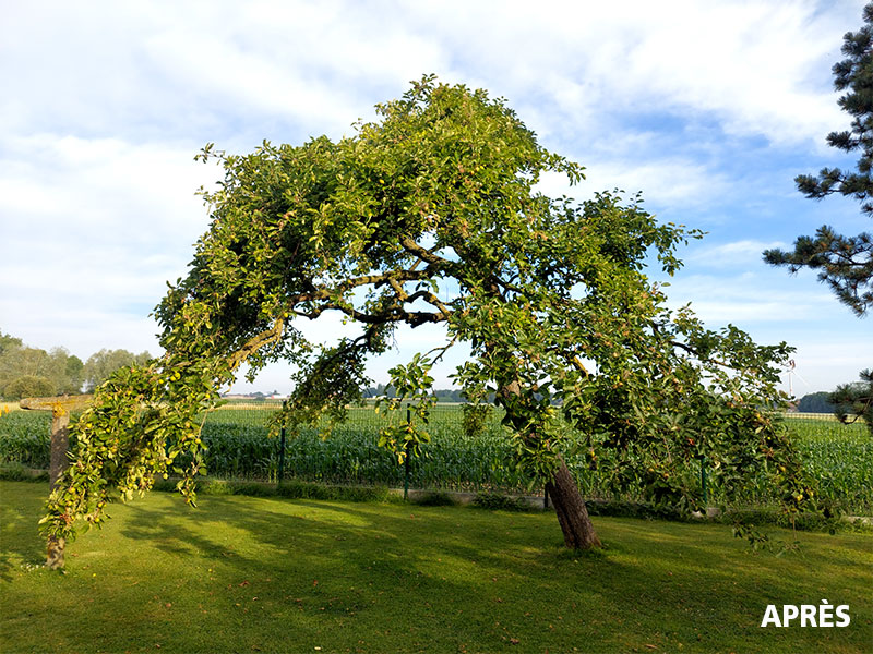05_Elagage_Tailles_arbres_Arboriste_elagueur_Tournai_Louis_Herrier_Elagage_Espaces_verts