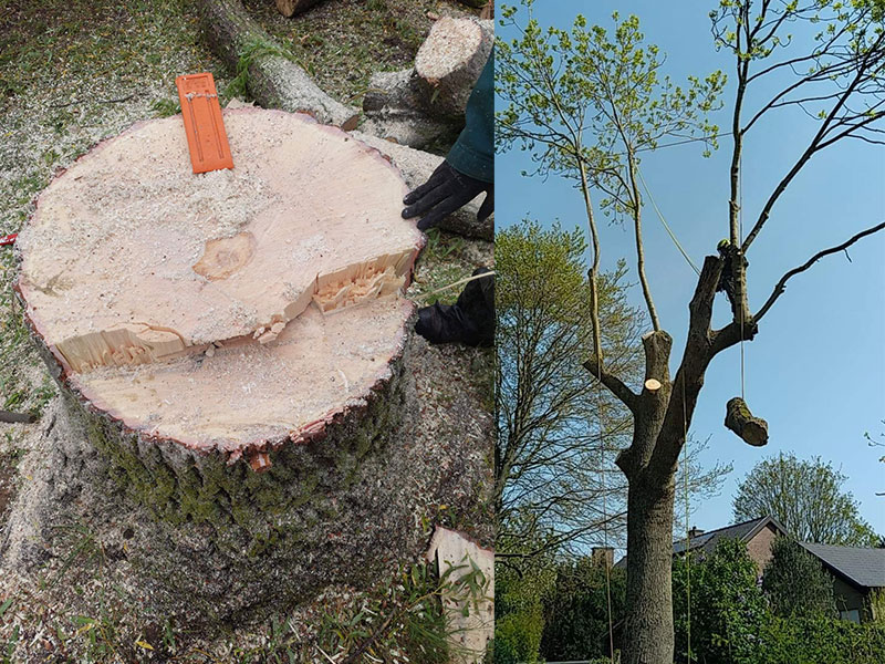 06_Abattage_Arboriste_elagueur_Tournai_Louis_Herrier_Elagage_Espaces_verts