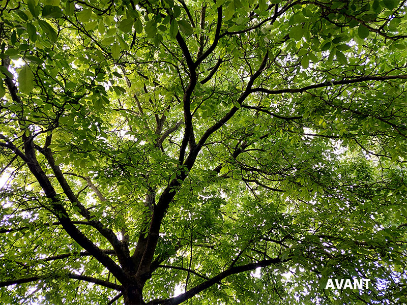 06_Elagage_Tailles_arbres_Arboriste_elagueur_Tournai_Louis_Herrier_Elagage_Espaces_verts