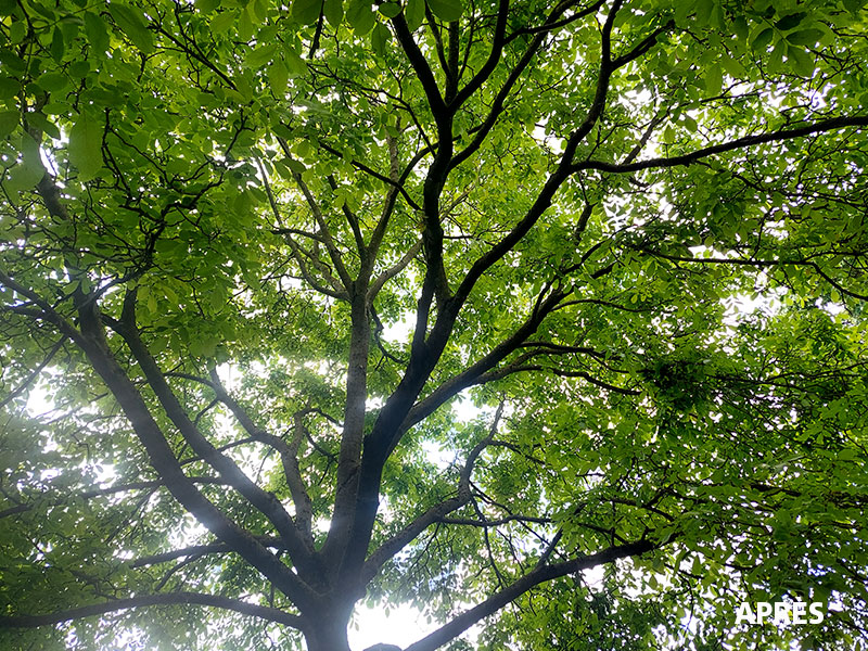 07_Elagage_Tailles_arbres_Arboriste_elagueur_Tournai_Louis_Herrier_Elagage_Espaces_verts