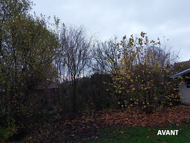 07_Tailles_Arbustes_Entretien_jardins_Arboriste_elagueur_Tournai_Louis_Herrier_Elagage_Espaces_verts