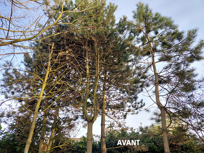 09_Elagage_Tailles_arbres_Arboriste_elagueur_Tournai_Louis_Herrier_Elagage_Espaces_verts