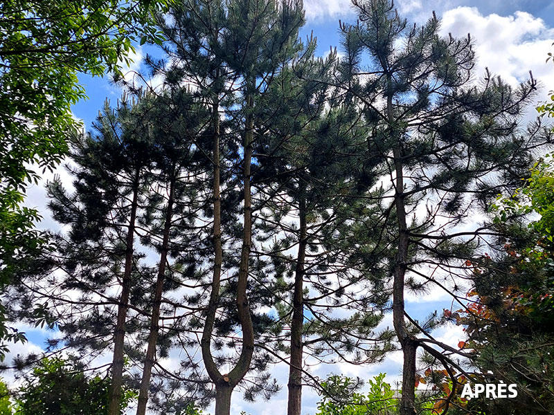 10_Elagage_Tailles_arbres_Arboriste_elagueur_Tournai_Louis_Herrier_Elagage_Espaces_verts