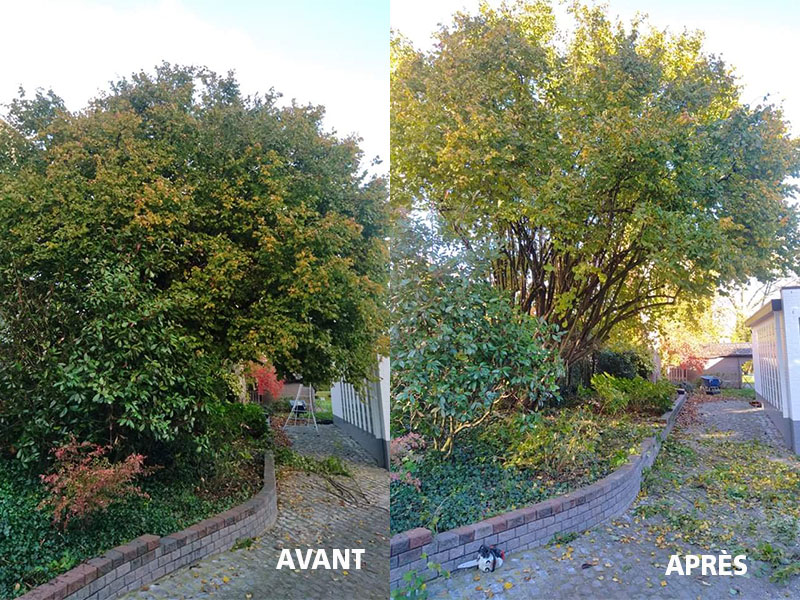 11_Elagage_Tailles_arbres_Arboriste_elagueur_Tournai_Louis_Herrier_Elagage_Espaces_verts