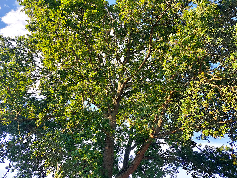 Elagage et abattage d'arbres à Tournai et alentours