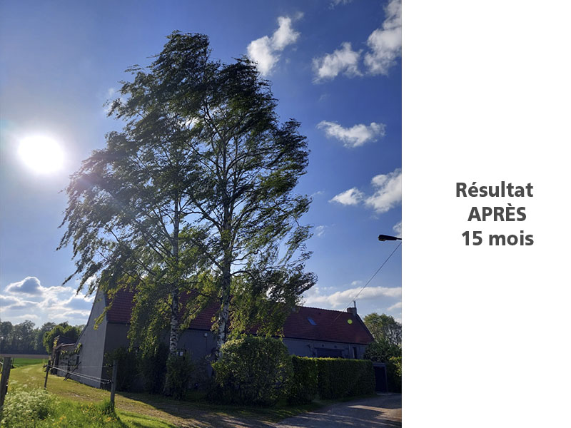 1bis_Elagage_Tailles_arbres_Arboriste_elagueur_Tournai_Louis_Herrier_Elagage_Espaces_verts