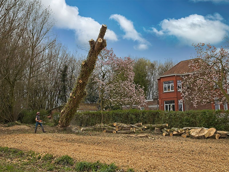 12_Abattage_Arboriste_elagueur_Tournai_Louis_Herrier_Elagage_Espaces_verts