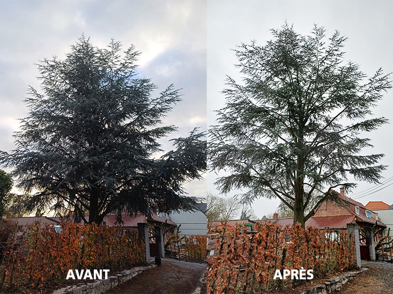 15_Abattage_Arboriste_elagueur_Tournai_Louis_Herrier_Elagage_Espaces_verts